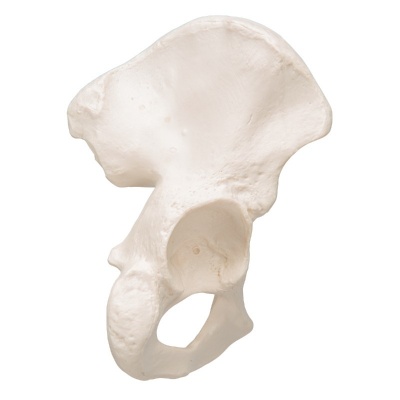 3B Scientific Life-Size Hip Bone Model